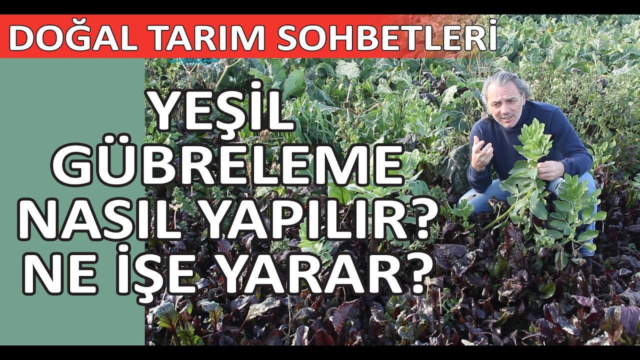 YEŞİL GÜBRELEME NASIL YAPILIR? (BAKLA)