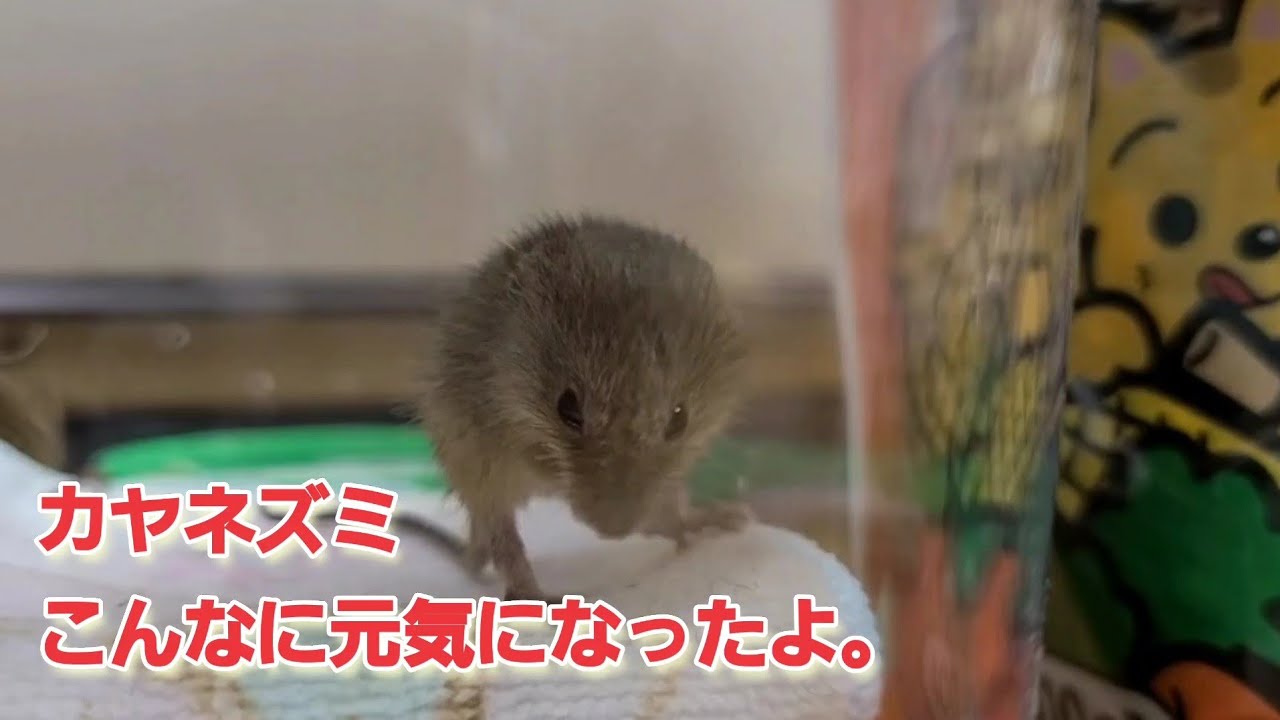 カヤネズミ　こんなに元気になったよ。【草かりで保護したカヤネズミの子供】
