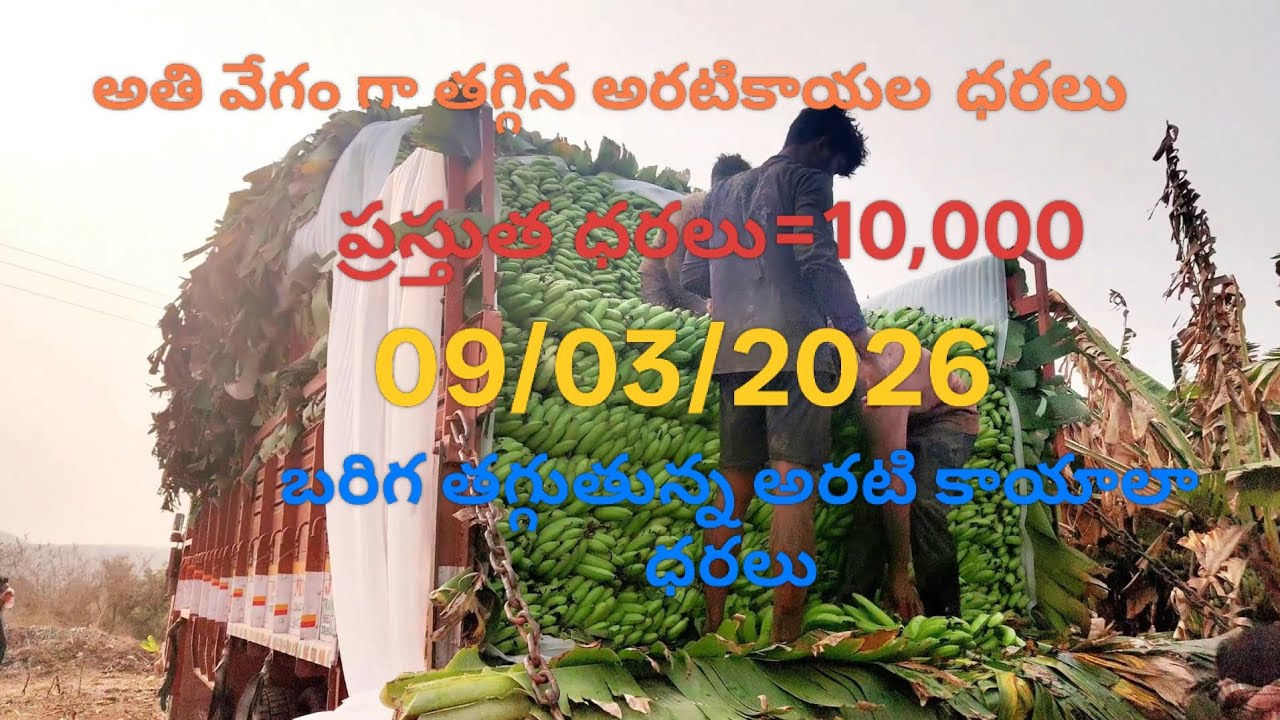 Banana harvesting# kalkata bandi#low price drop#today#farmers loose of money#farminglife 