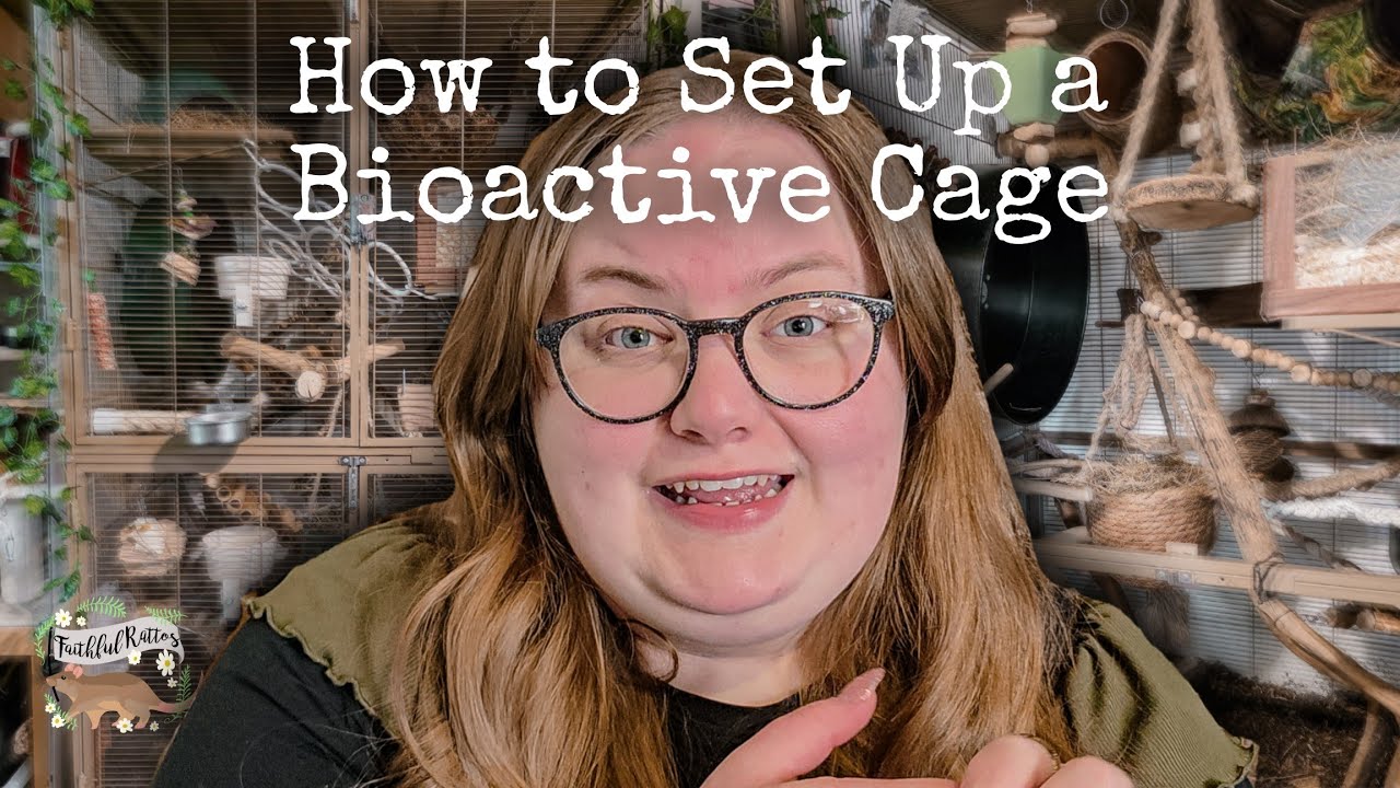 The Basics of Bioactive Cages for Rats 🐀🌱