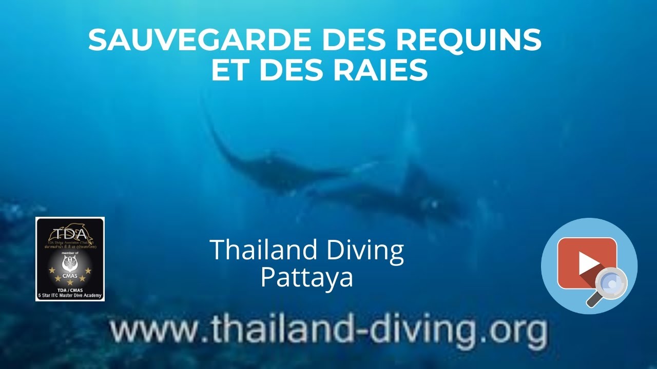 Sauvegarde des requins et des raies avec le Club Thailand Diving Pattaya