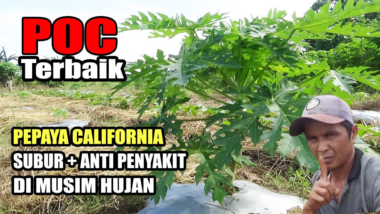 POC Terbaik Pepaya California  Penyubur & Perlindungan Hama Penyakit Di Musim Hujan PART.3