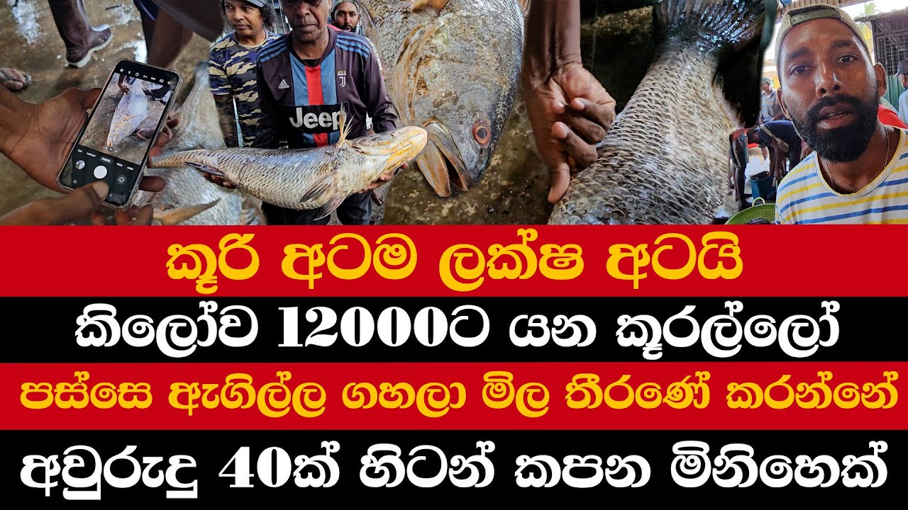 කූරි අටම ලක්ෂ අටයි | කිලෝව 12000ට යන කූරල්ලෝ | ලංකාවේ මිල අධිකම මාළුවා |පිරිමි මිල වැඩී