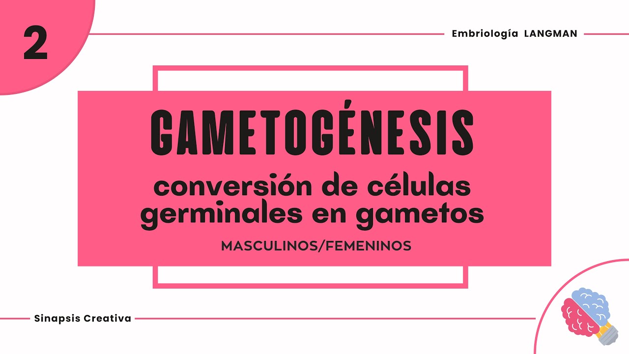 Cap.2 LANGMAN - Gametogénesis