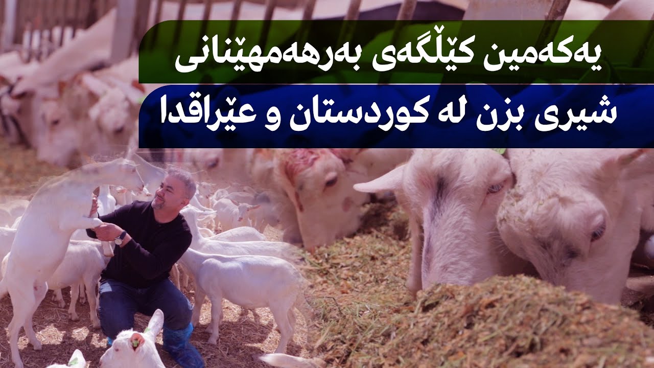 یەکەمین کێڵگەی بەرهەمهێنانی شیری بزن لە کوردستان و عێراقدا