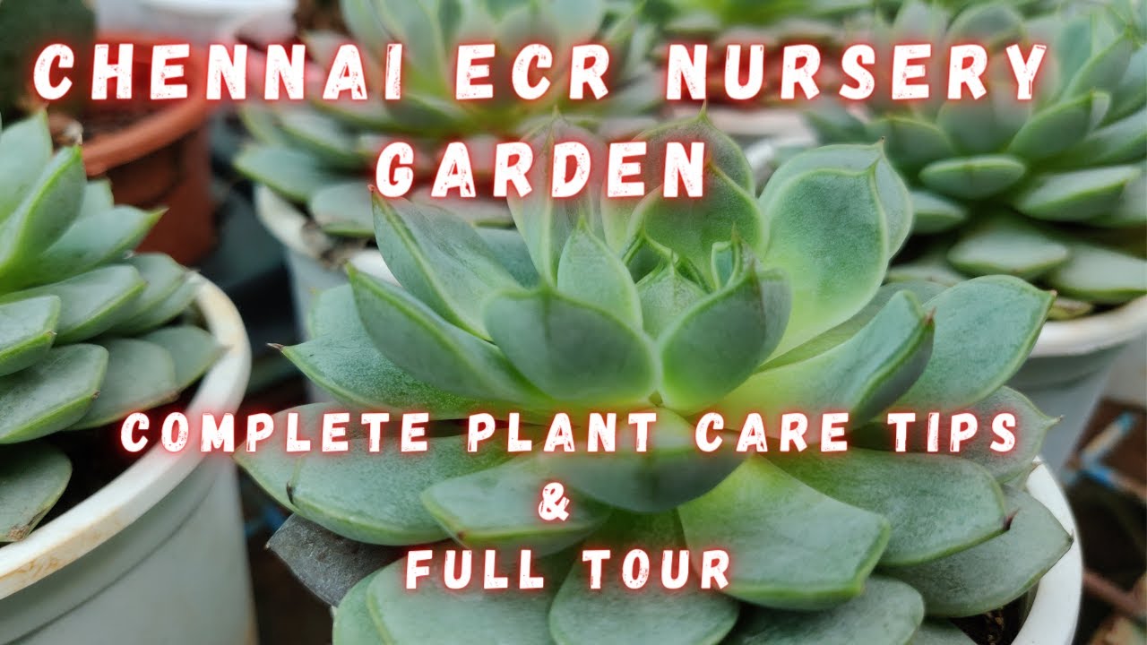 ECR Chennai Exploring Largest Nursery Garden | Karuna Nursery Full Tour | Dine N Discover