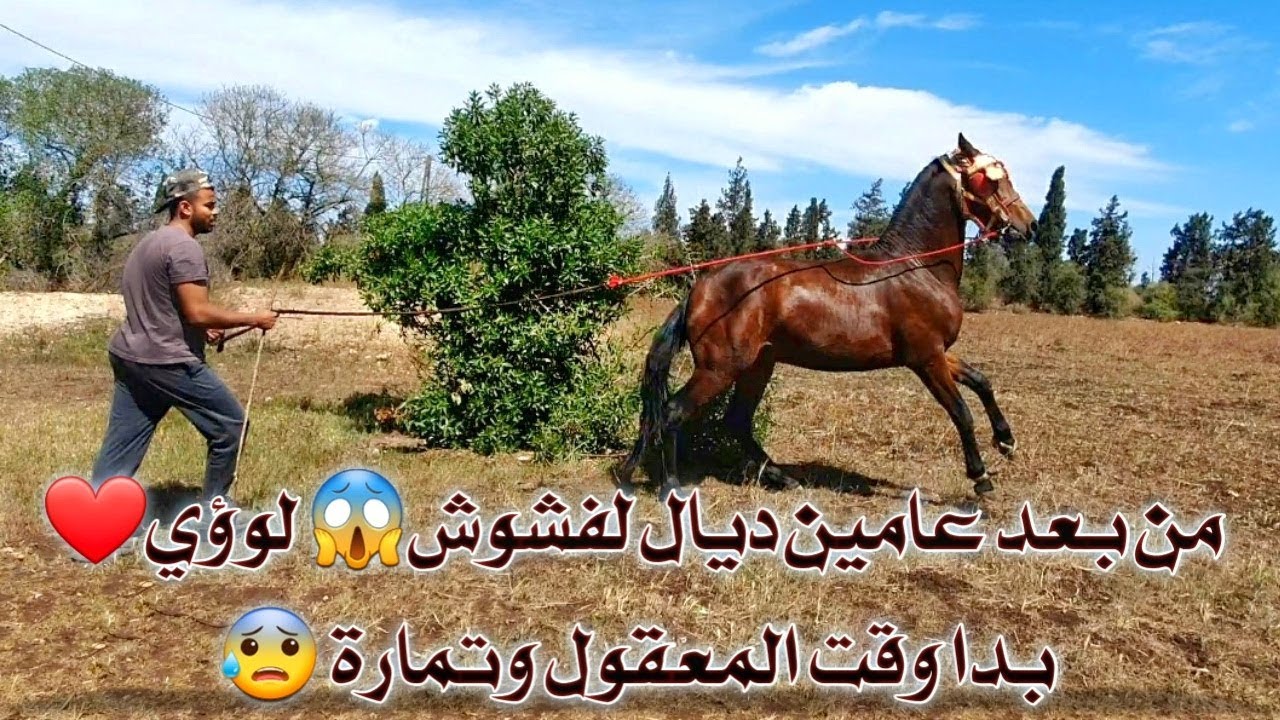 #خدم_جدعك_بديك👊واخيرا الفيديوا الذي يبحث عنه الجميع كيفية ترويد الخيول العربية البربرية ❤