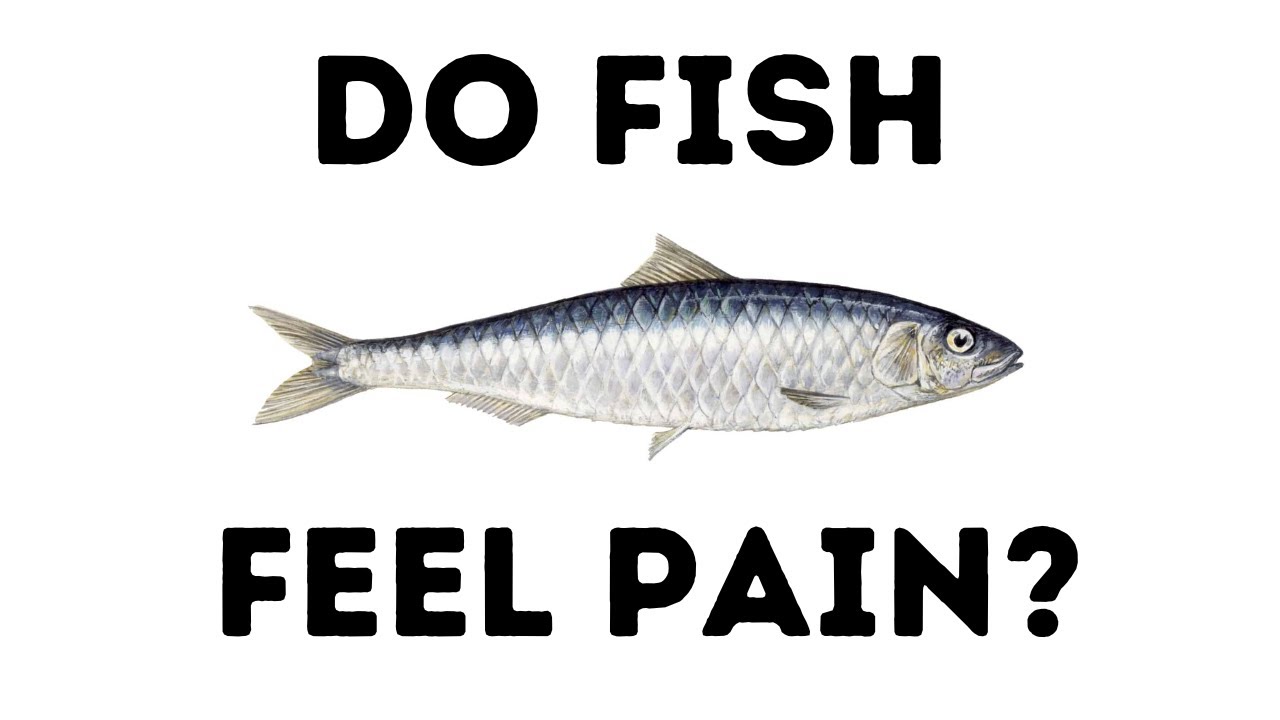 The Terror of Not Knowing - How Fish Is Made