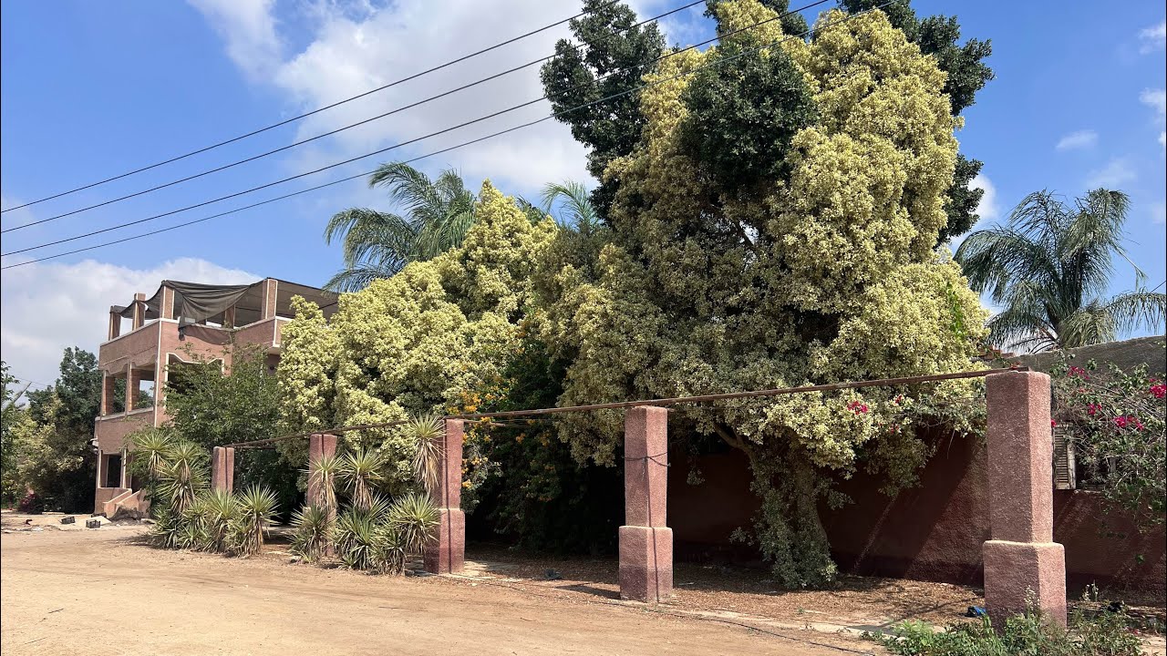 مزرعة نموذجية متكاملة  ٦٠ فدان ( سكني - زراعي - حيواني ) مسجلة شهر عقاري في الخطاطبة بجوار الدير