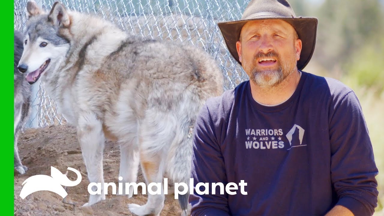 Moving Two Adorable Wolves Into A New Enclosure | Wolves and Warriors