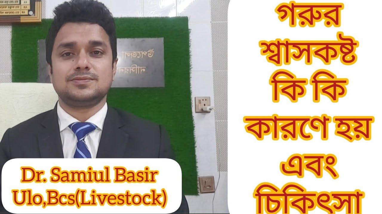 গরুর শ্বাসকষ্ট হলে করণীয়। গরুর শ্বাসনালীতে পানি গেলে করণীয়। গরুর শ্বাসকষ্টের চিকিৎসা।