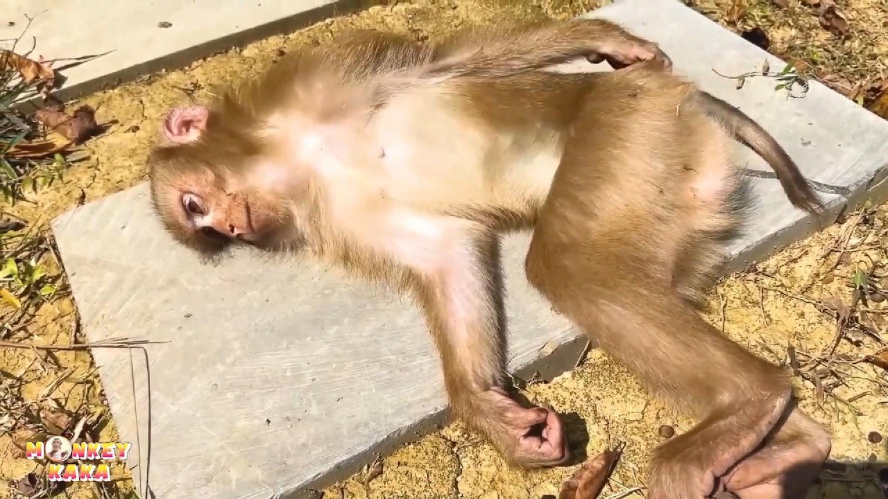 For Monkey Kaka, loneliness and hunger were sources of suffering.