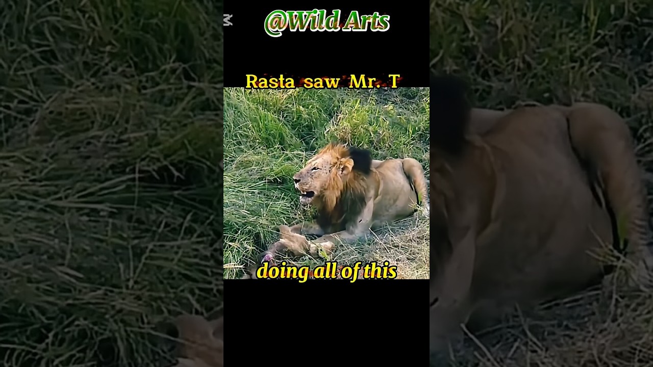 Mr T Mapogo Satan killed own Brother cubs😱 #shortsfeed#shortshorts#viralshorts#uoloadshorts#trending