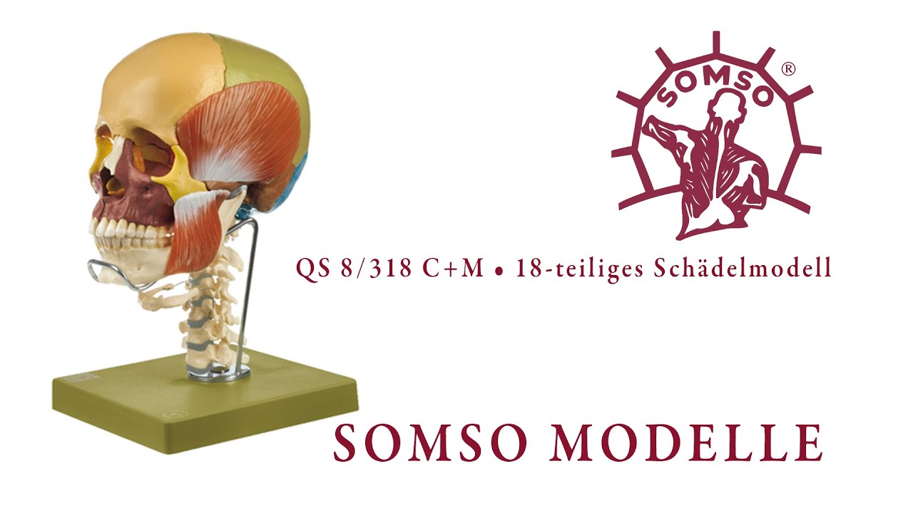 SOMSO MODELLE &bull; QS 8/318 C+M 18-teiliges Sch&auml;delmodell