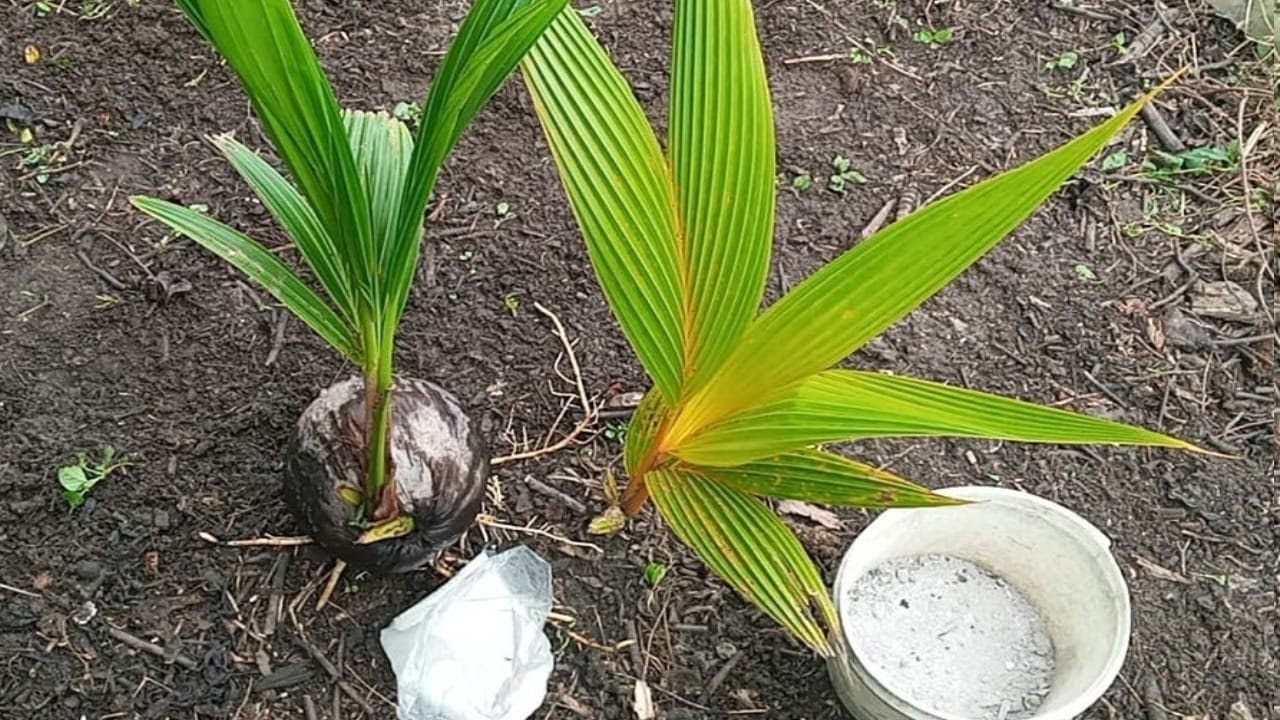 Fertilizantes efectivo para el crecimiento, floración en  palmas de cocos 🌴🌴🥥
