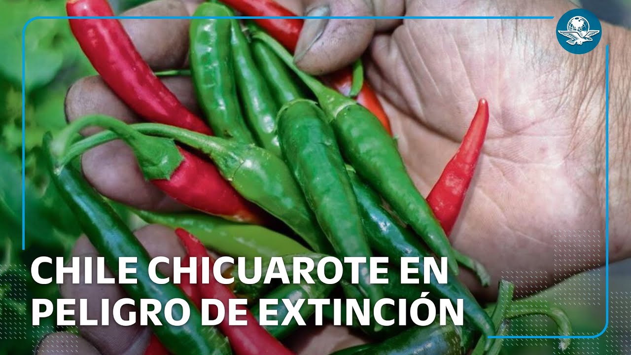 En Xochimilco, luchan por rescatar el chile chicuarote