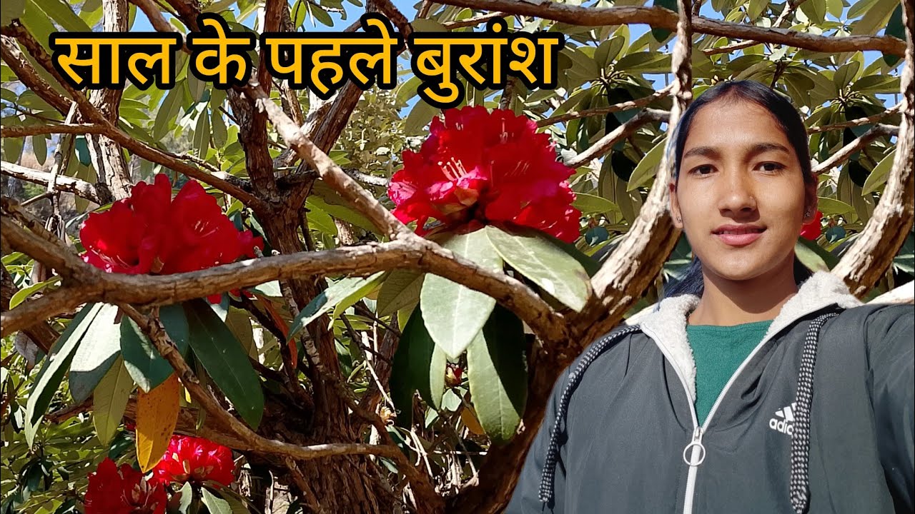 इस पेड़ पर सीजन से पहले ही बुरांश खिल गए 😳|| Pahadi lifestyle vlog 