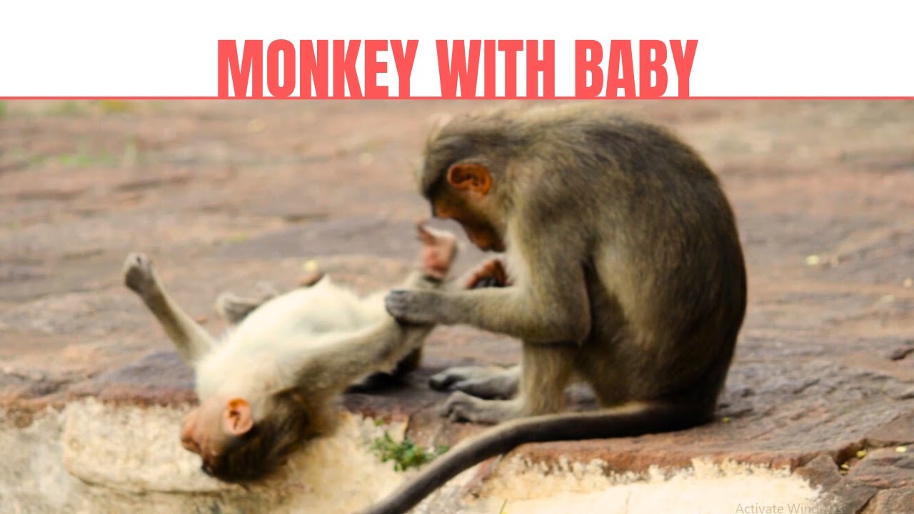 Bonnet Macaque with Baby