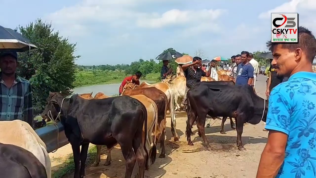 বাংলার সর্বউত্তরের পাইকারি গরুর বাজার l ফটিকছড়ি বাগানবাজার l Cskytv