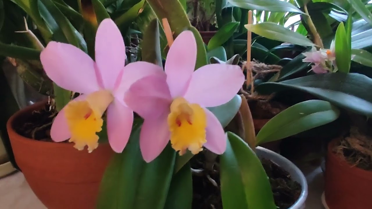 Cattleya (Sc) Crystelle Smith 'N.R' HCC/AOS