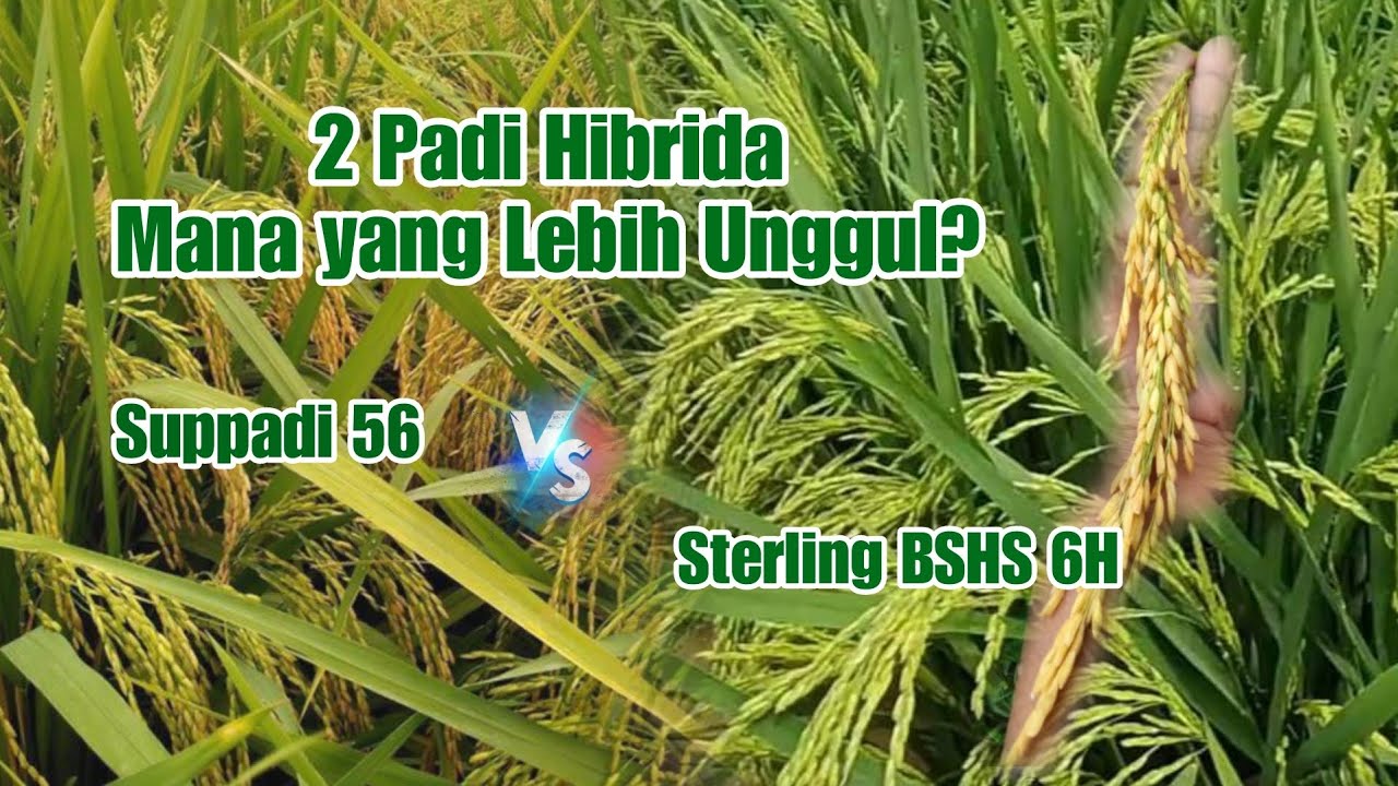 2 Padi Hibrida Suppadi 56 dan Sterling BSHS 6H Mana yang Lebih Unggul?