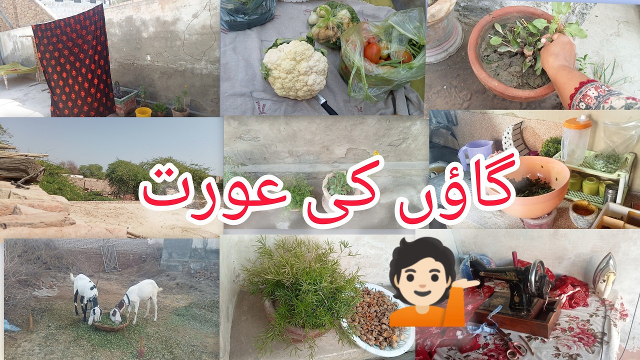 Village life daily vlog✨/pind mein mera chota sa garden🌹/@happy joint family