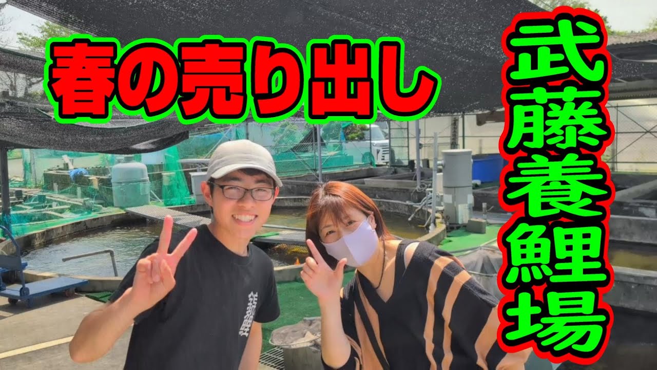 【汚池再生計画】熊本県熊本市『武藤養鯉場』2025春の売り出し行ってきました‼#koifarm#koi#koipond＃武藤養鯉場