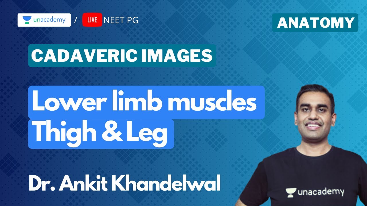 Cadaveric Images: Lower limb muscles ( Thigh & Leg ) - NEET PG | Dr. Ankit Khandelwal