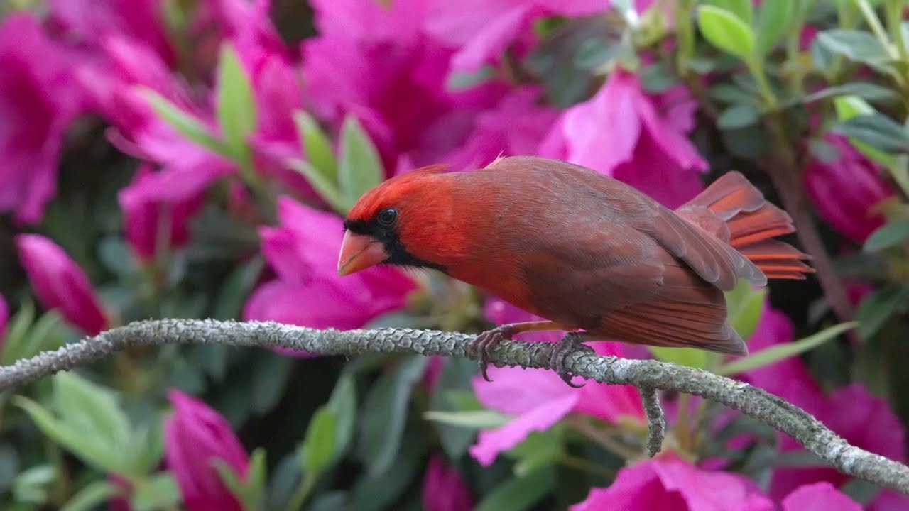 Aves de primavera 2024
