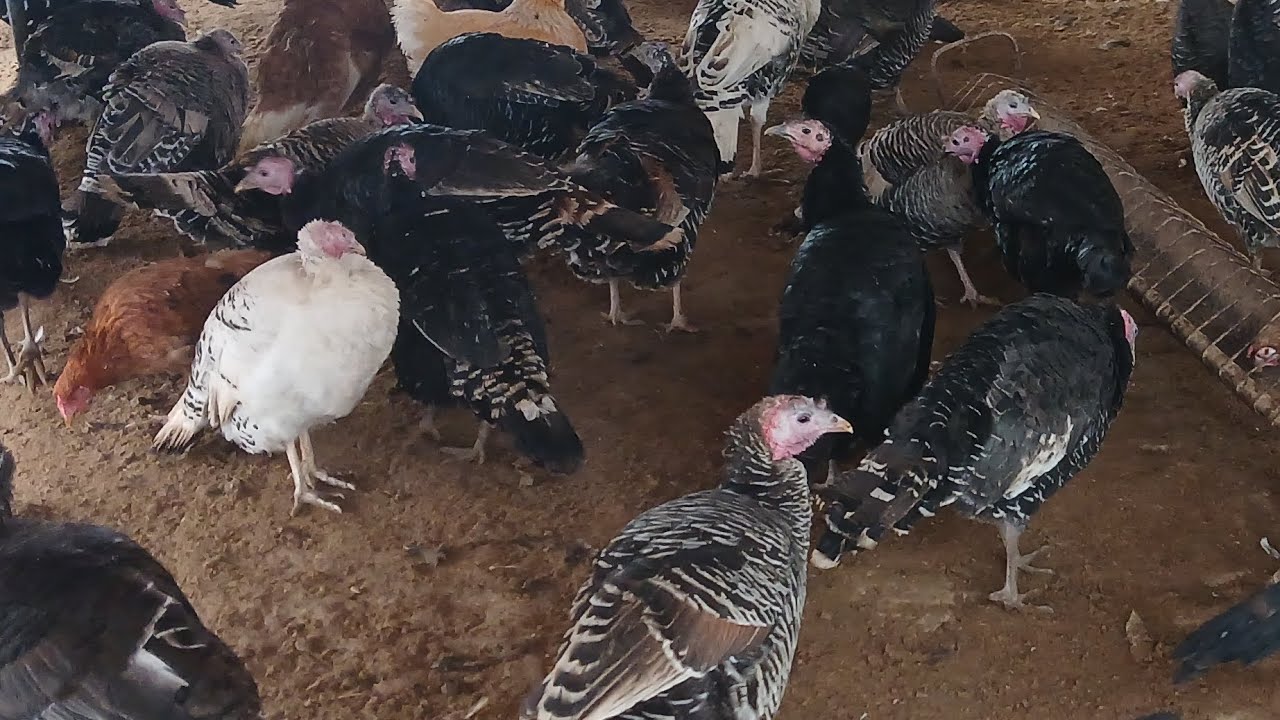 Parrandachilikka qiziqqanlar uchun 🦃🦆