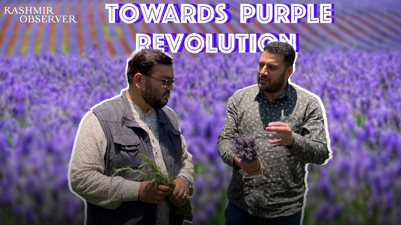 Towards Purple Revolution | Lavender Cultivation in Kashmir | Kashmir Observer