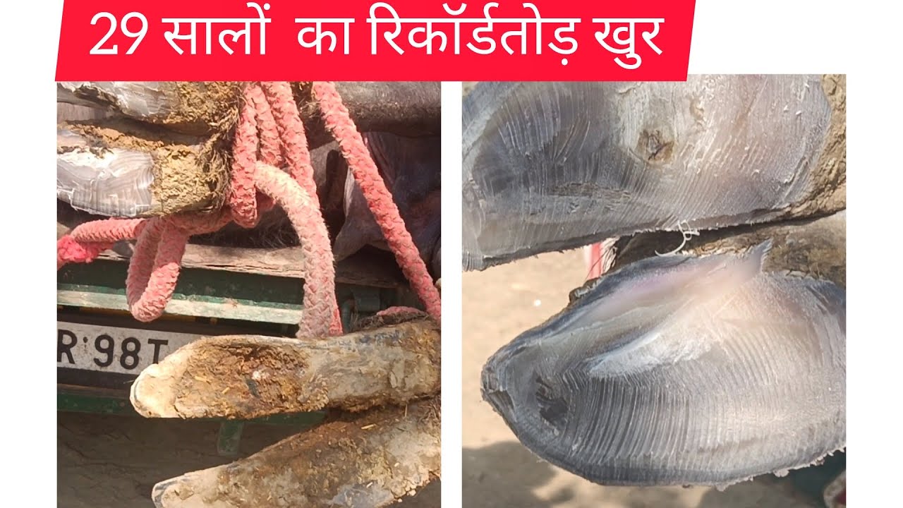 29 सालों  का रिकॉर्ड इतने बड़े खुर#cow #murraha #animalfarming #farming #baffalo #bullfarm #bull 