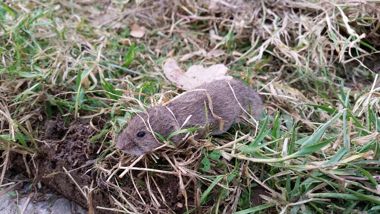 The perimeter has been breeched!  Keeping voles out of the garden