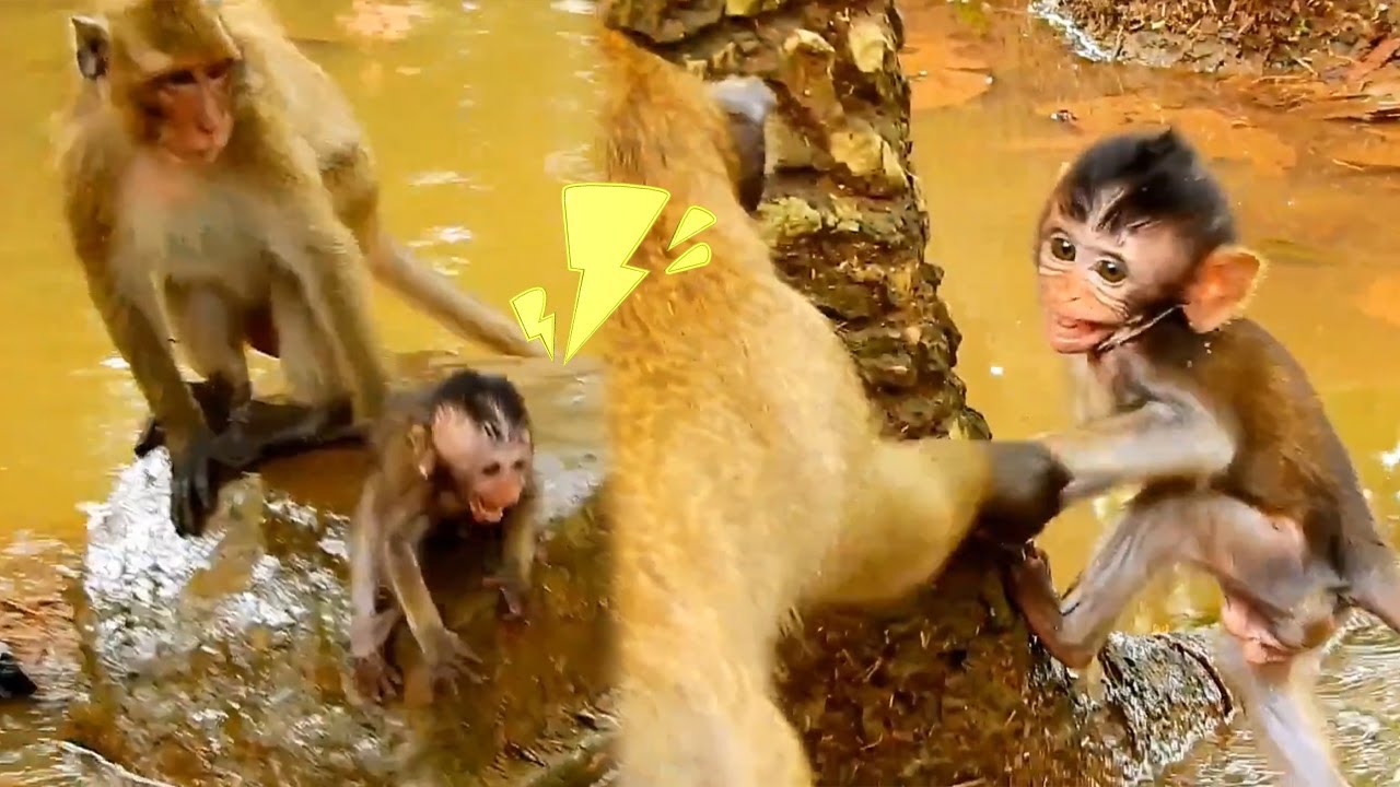 The baby monkey was being bullied by the bad monkeys, the poor baby monkey cried loudly.