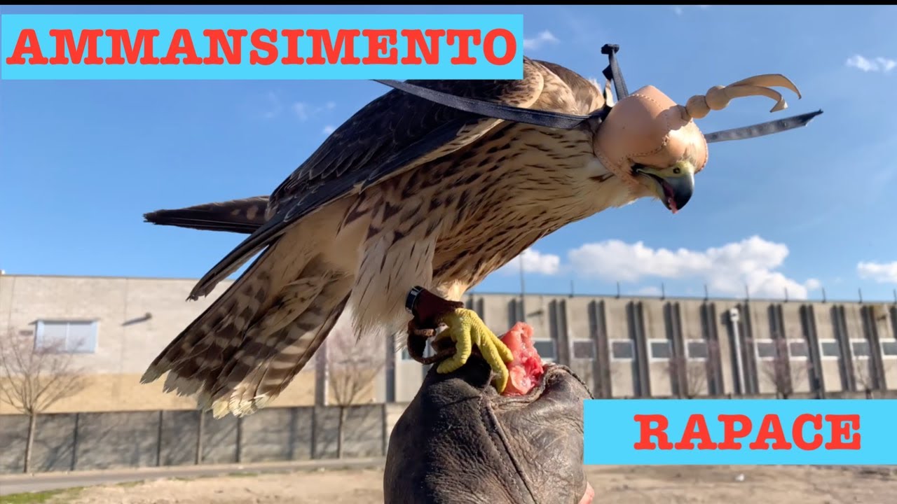 Addestramento FALCO: Tecniche di Addomesticare, Caccia, Falconeria