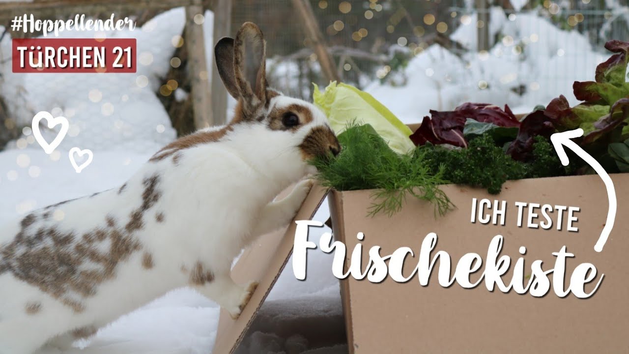 Ich teste zum 1. mal FRISCHEKISTE für Kaninchen - Türchen 21 #hoppellender | Kaninchenstar