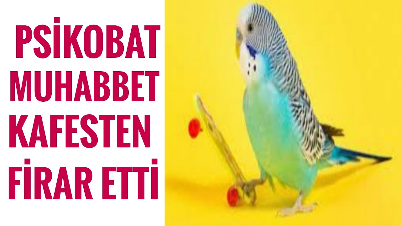 PSİKOPAT MUHABBET KUŞU FİRARDA