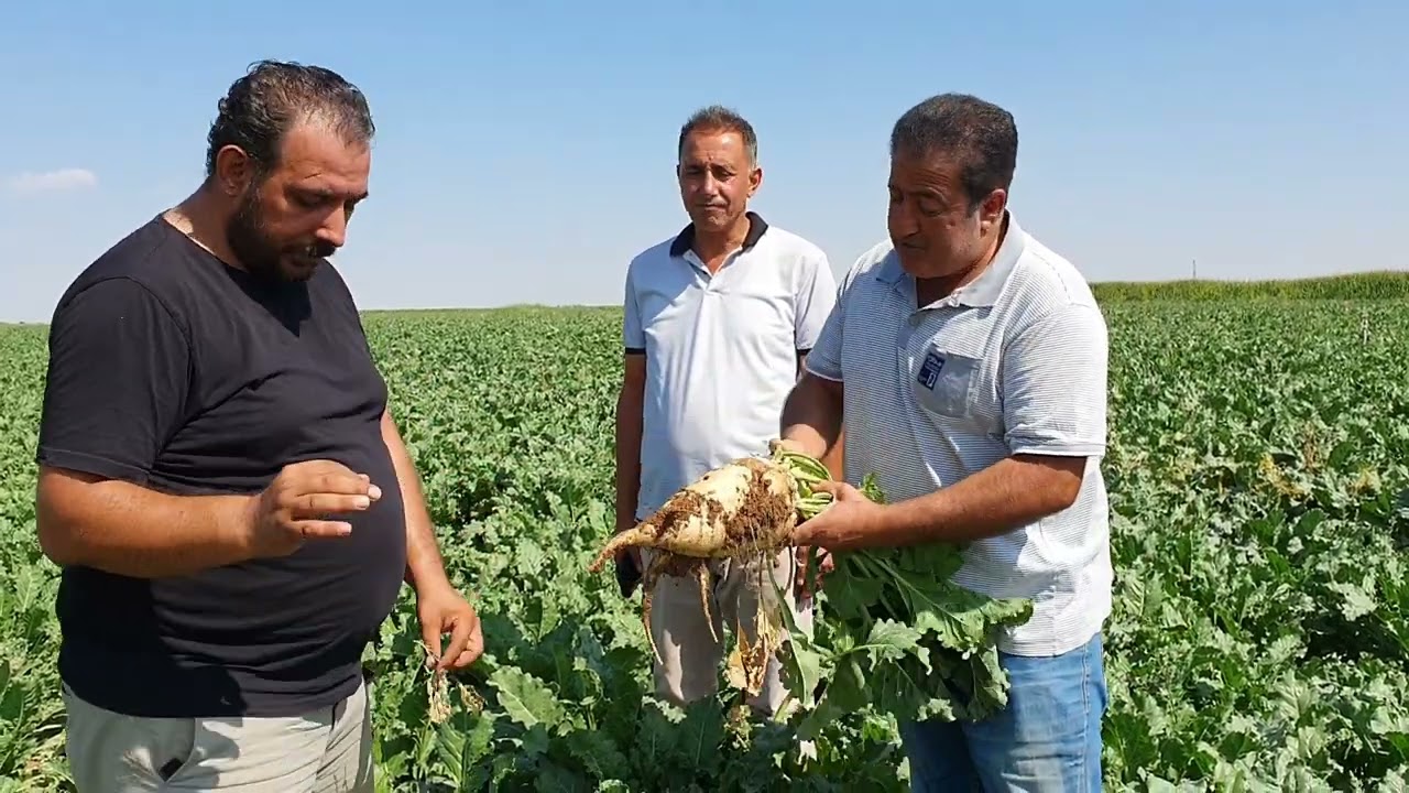 PANCAR NASIL GÜBRELENİR VERİMİ VE TONAJI NASIL ARTAR