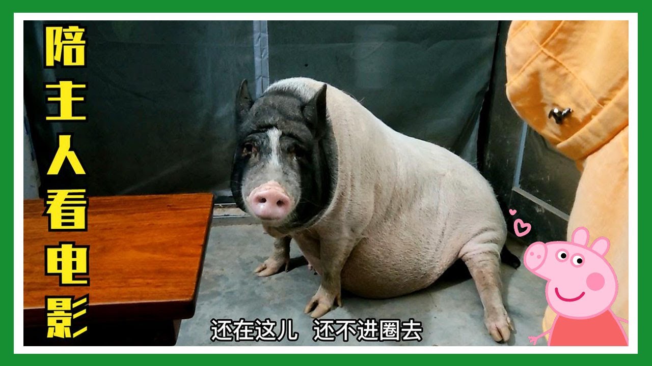 晚上十点多，别的猪早都睡了，这头猪还在陪主人看电影【一只不平凡的猪哼哼】
