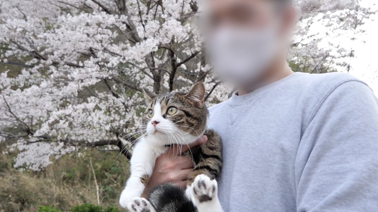 Cat Coco seems to be accustomed to the owner's parents' house