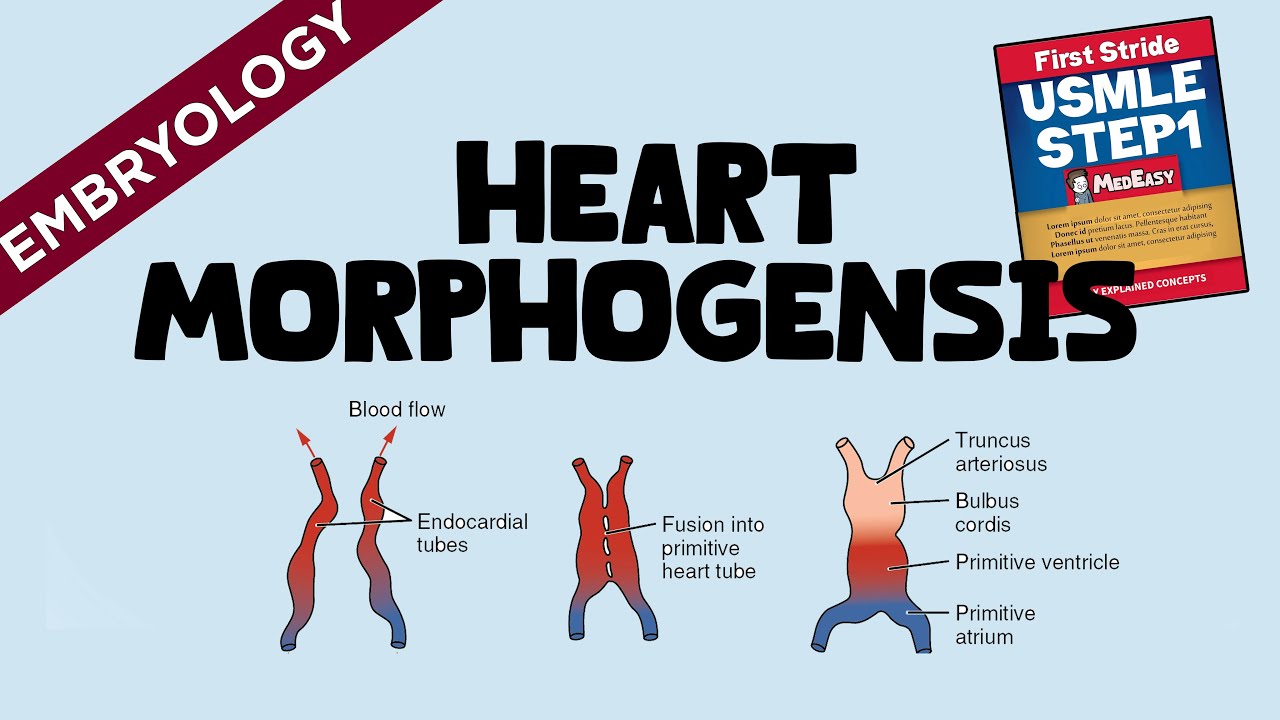 Heart Morphogenesis │ USMLE Step1