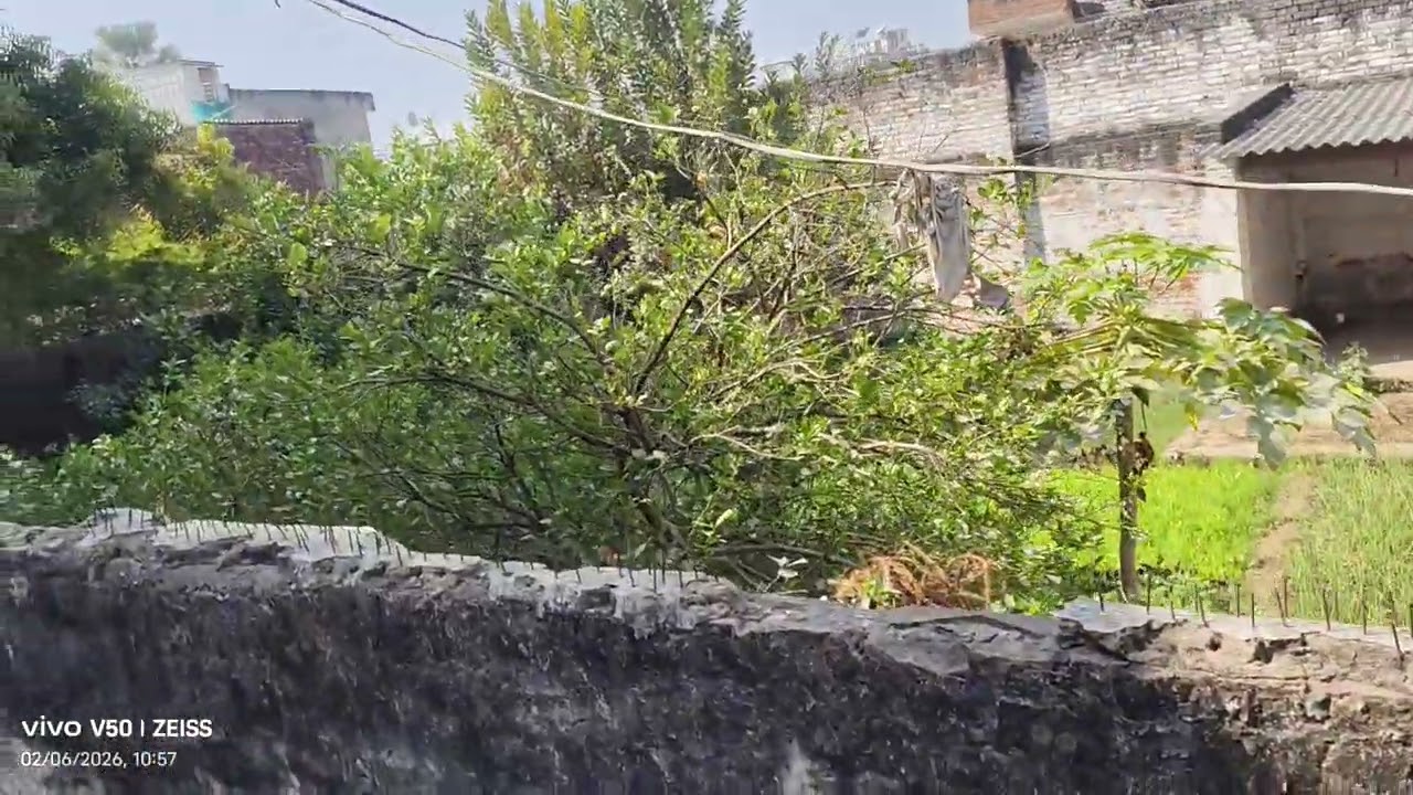 2 biswa plot available for sale in Sarnath varanasi सिर्फ 75* lac/biswa  #plot #sarnath #varanasi 