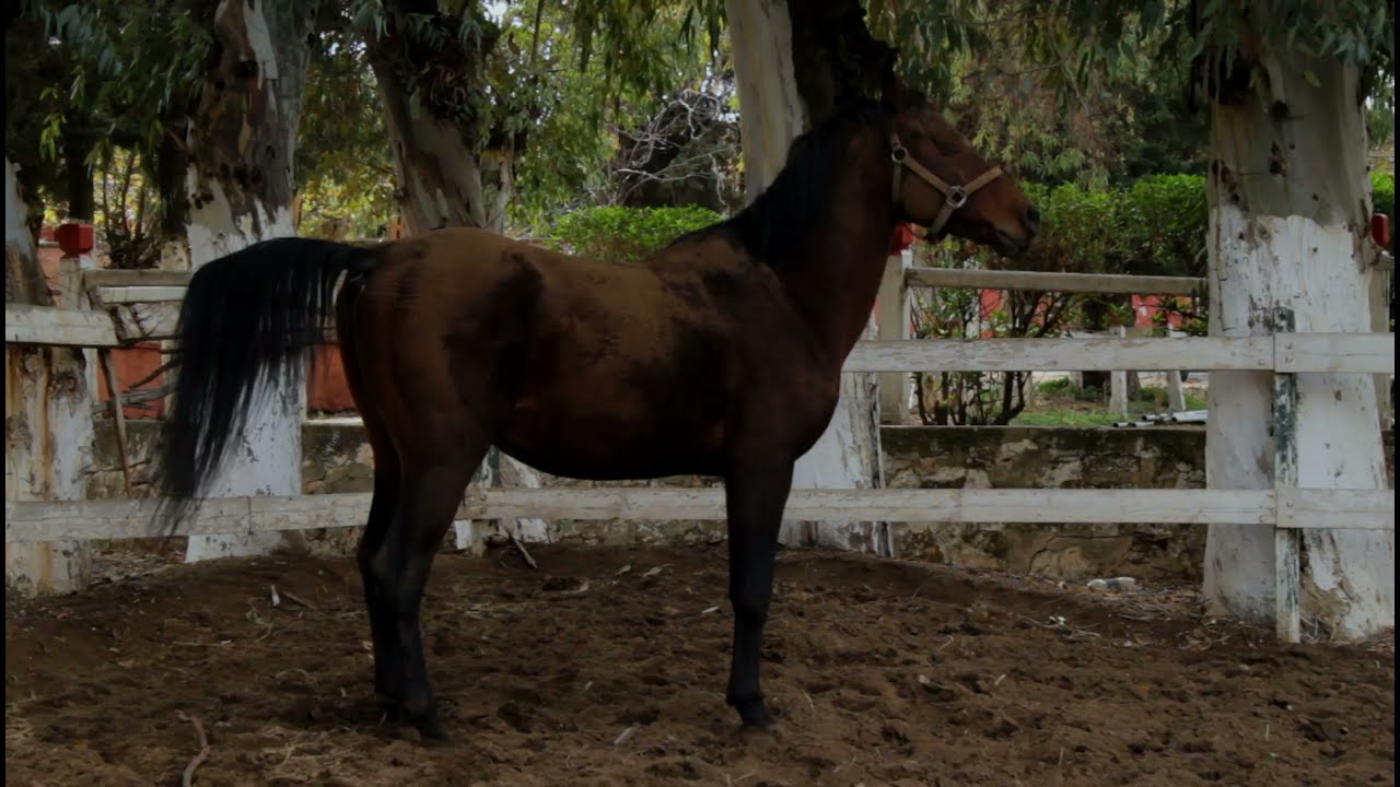مركز تربية الخيول شاوشاوى-تيارت-Tiaret
