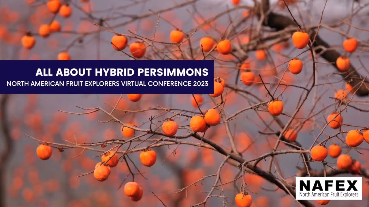 6 All About Hybrid Persimmons