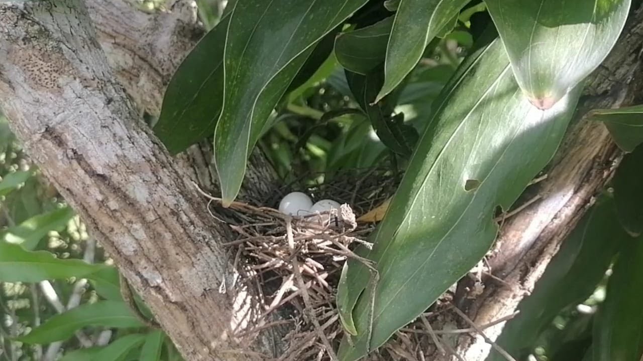 EN BUSCA DE PICHONES DE TÓRTOLAS  MONTÉZ