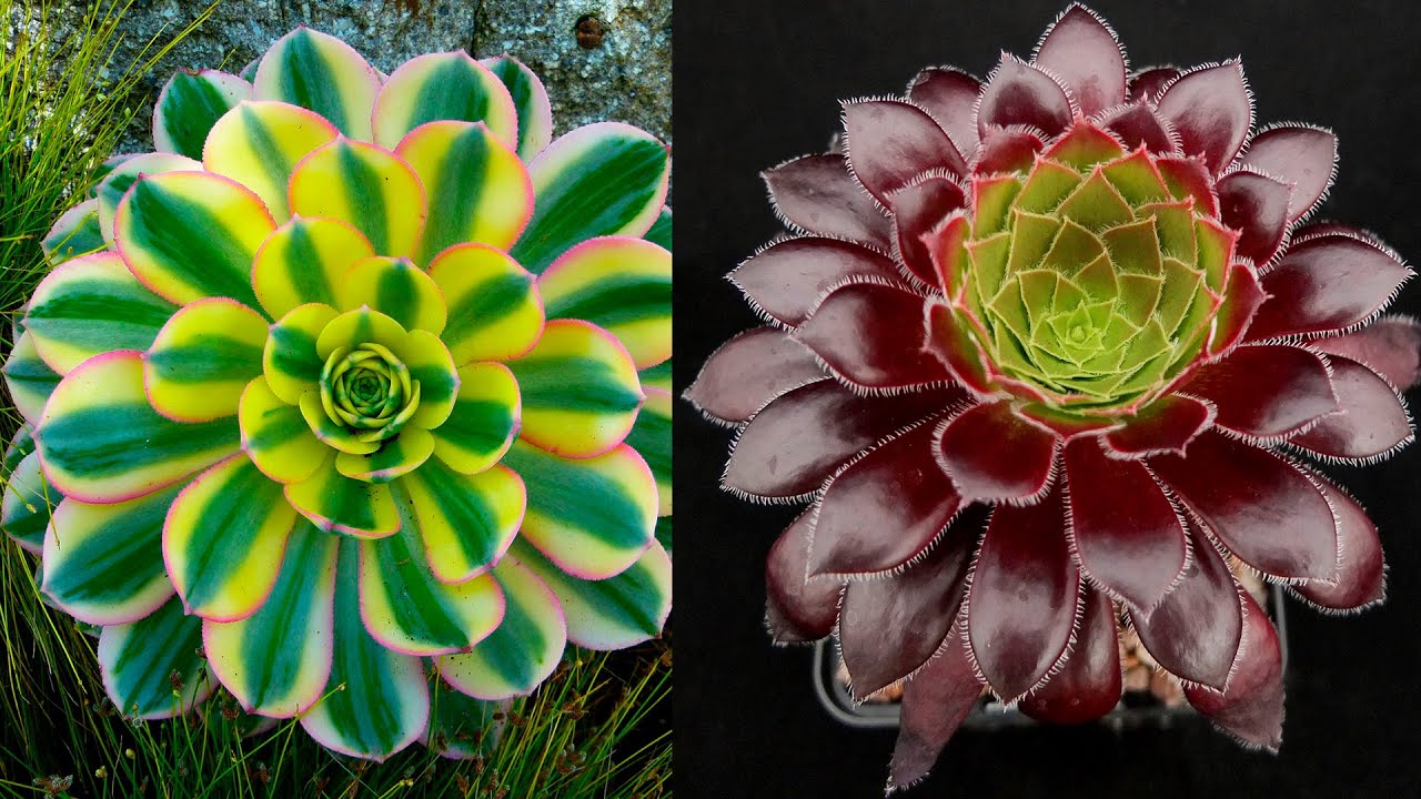 8 Suculentas Aeonium más hermosas