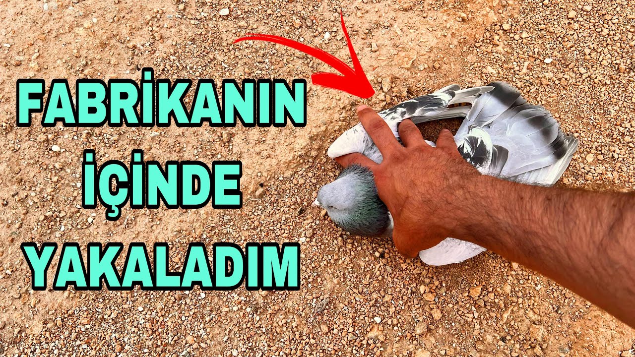 2 GÜNDÜR UĞRAŞTIRAN GÜVERCİNİ YAKALADIM