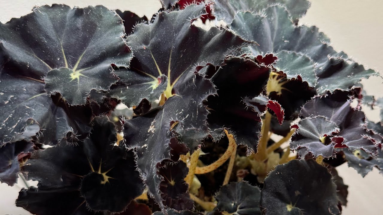 Plant of the Day- Begonia Black Mamba Elephant