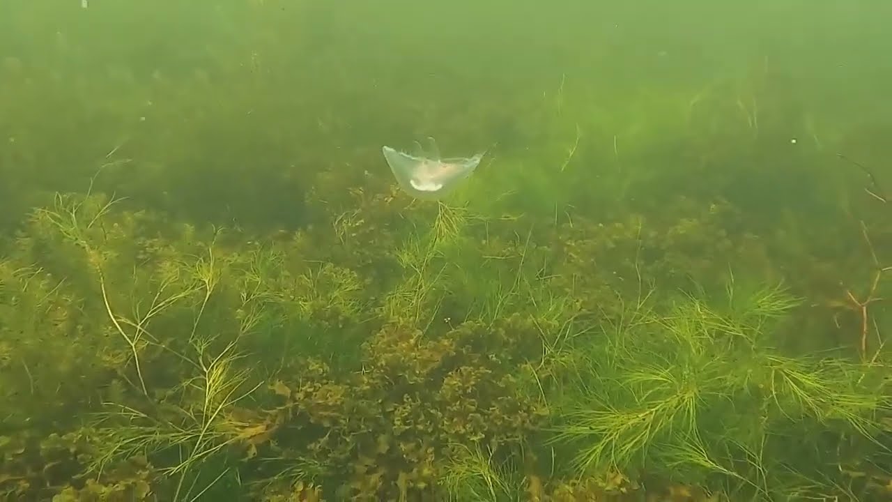 Fisheries and coastal development in a small island context