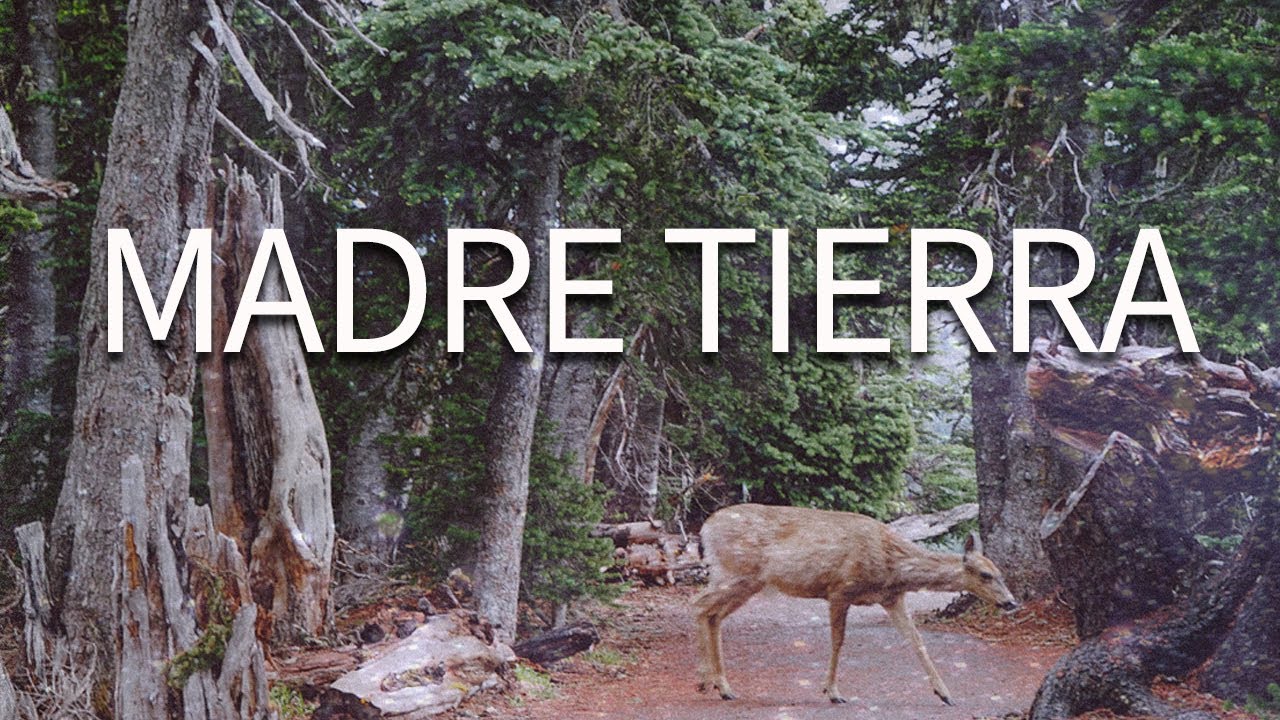 Meditación conectar con MADRE TIERRA ❤️ Conexión con la naturaleza